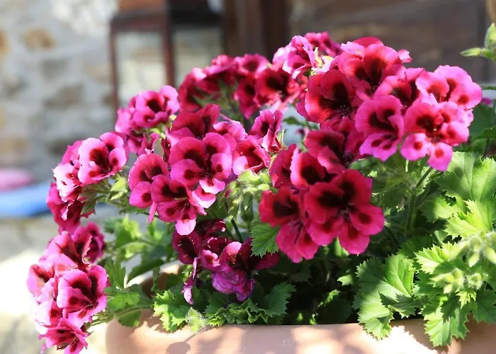 Terrace Sirince فندق مبيت وإفطار *