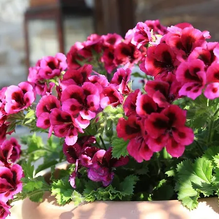 Terrace Sirince B&B *