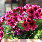 Terrace Sirince B&B *